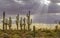 Sunbeams shining On a Stand of saguaro Cactus in the Desert