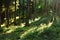 Sunbeams on spruce forest floor