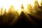 Sunbeams Sunrays Streaming Through Pine Trees Forest Misty Fog Morning Warmth