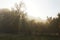 Sunbeams, trees and foggy morning