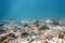 Sunbeams underwater rocks and pebbles on the seabed swimming fish