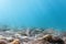 Sunbeams underwater rocks and pebbles on the seabed swimming fish