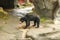 Sunbear Sitting on the Ground in Wildlife Sanctuary. Image of sun bear at a zoo. Helarctos malayanus is walking