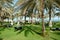 Sunbeds on the green lawn and palm tree shadow in luxury hotel