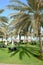 Sunbeds on the green lawn and palm tree shadow in luxury hotel