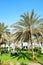 Sunbeds on the green lawn and palm tree shadow in luxury hotel