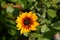 Sunbelievable little balcony sunflower in bloom in summer sun