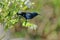 Sunbird bird