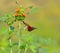 Sunbird bird, green background