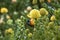 Sunbird drinking nectar on a Common Pincushion