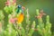 Sunbird feeding on Table Mountain South Africa