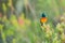 Sunbird feeding on Table Mountain South Africa