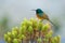 Sunbird feeding on Table Mountain South Africa