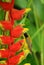 Sunbird in heliconia flower