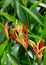 Sunbird on heliconia flowers