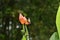 Sunbird looking for honey on a banana flower