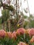 Sunbird looking upwards on a protea