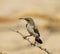 Sunbird, Marico - Female African Gamebird