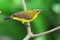 Sunbird On A Perch