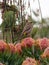 Sunbird on a protea