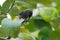 Sunbird on a tree branch