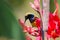 Sunbird yellow color bird holding on canna flower