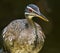 Sunbittern (Eurypyga helias) portrait.