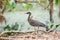 Sunbittern walking