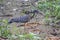 Sunbittern walking, Pantanal Wetlands Mato Grosso, Brazil