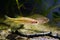 Sunbleak, Leucaspius delineatus, swim in biotope aquarium, aquadesign with driftwood on sand bottom