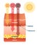 Sunburn skin damage anatomical cross section diagram