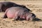 Sunburned pink hippo sleeping in the sand of a river bank