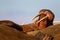 Sunburnt Walrus lying on a beach in the Arctic circle