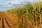 Sunburnt and withered corn field