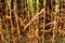 Sunburnt and withered corn field