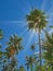 Sunburst behind palm trees seen from below