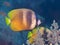 Sunburst butterflyfish