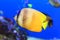 Sunburst Butterflyfish