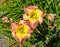 Sunburst Daylily flowers
