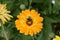 Sunburst Flower and Bee