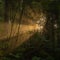 Sunburst Through Fog In Thick Forest