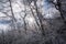 Sunburst through frosty forest