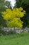 Sunburst Honeylocust, Gleditsia triacanthos Suncole tree