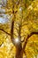 Sunburst shines through a tree in the fall colors