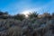 Sunburst Through Yucca Plants and Grasses