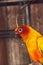 Suncheek conure parakeet perches in a cage