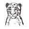 Sunda clouded leopard baby tabby vector portrait closeup isolated sketch t-shirt print, monochrome. Neofelis diardi from Feline.