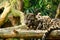 The Sunda clouded leopard lounging on a branch