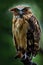 Sunda fishing owl, Ketupa ketupu javanensis, rare bird from Asia. Malaysia beautiful owl in the nature forest habitat. Bird from