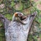 Sunda Flying Lemur